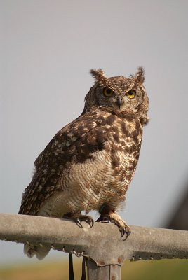 Little Owl on Perch - Athene Noctua
