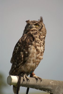 Little Owl on Perch - Athene Noctua 02