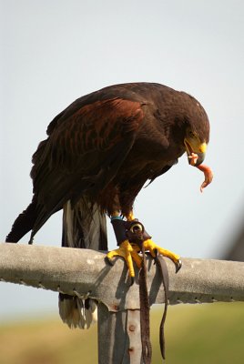 Perched Golden Eagle.jpg