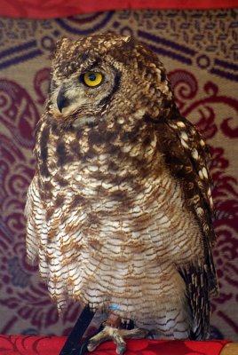 Perched Little Owl - Athene Noctua