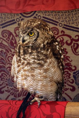 Perched Little Owl - Athene Noctua 02