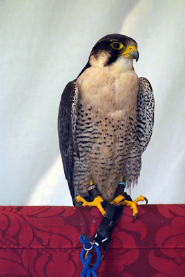 Perched Peregrine Falcon - Falco Peregrinus