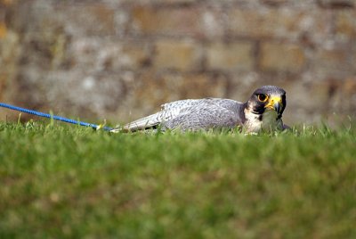Peregrine Falcon Lying on Grass - Falco Peregrinus 02