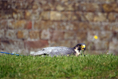 Peregrine Falcon Lying on Grass - Falco Peregrinus 03