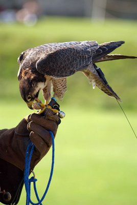 Peregrine Falcon Perched on Falconer's glove - Falco Peregrinus