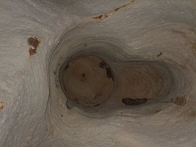 Bats in Ceiling of Indian Head Cave