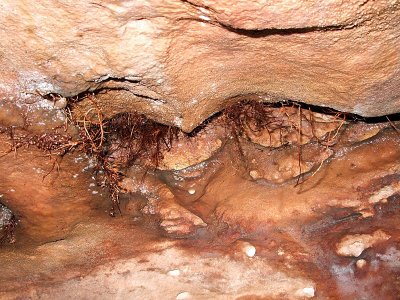 Roots Growing Through Ceiling of Indian Head Cave