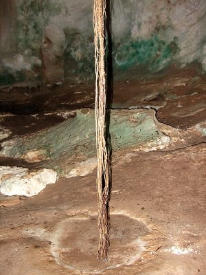 Roots Growing Through Ceiling of Indian Head Cave 02