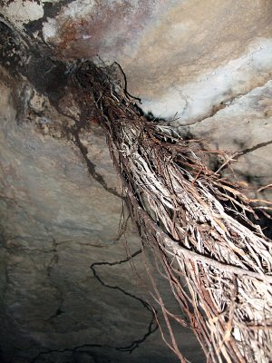 Roots Growing Through Ceiling of Indian Head Cave 03