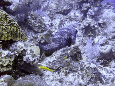 Pocupine Fish Swimming Away