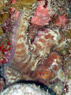 Camouflaged Octopus