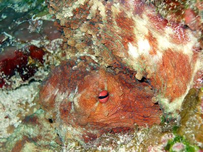 Camouflaged Octopus 4
