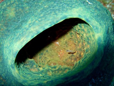 Cleaner wrasse in Blue Sponge