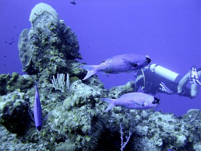 Creole Wrasse with Diver in Background