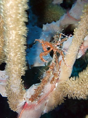 Decorator Crab and Brittle Star in Soft Coral