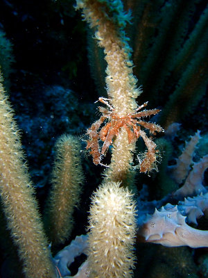 Decorator Crab in Soft Coral