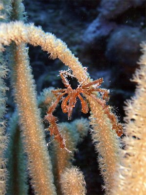 Decorator Crab in Soft Coral 2