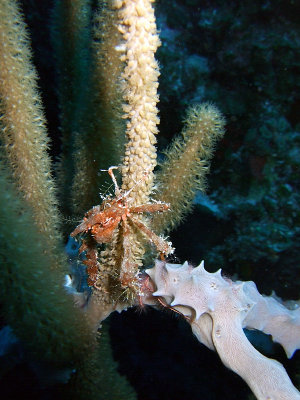 Decorator Crab in Soft Coral 3