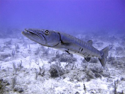 Mean Barracuda