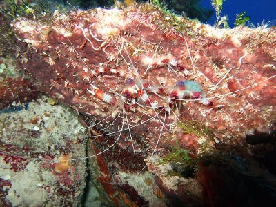 Pair of Banded Cleaner Shrimp 2