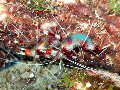 Pair of Banded Cleaner Shrimp 3