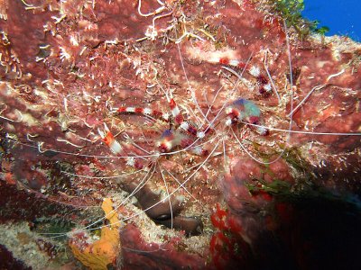 Pair of Banded Cleaner Shrimp 4