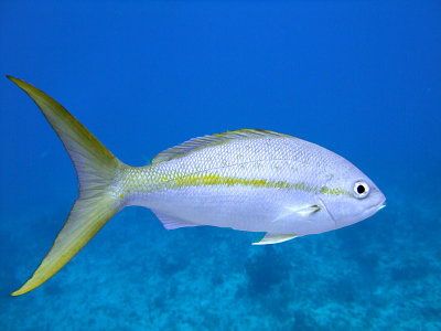 Yellow Tailed Snapper 2