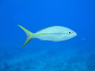 Yellow Tailed Snapper 3