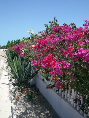 Bougainvillea by the Road