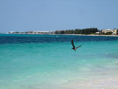 Brown Pelican - Pelecanus Occidentalis 02