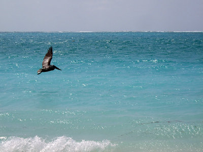 Brown Pelican - Pelecanus Occidentalis 08