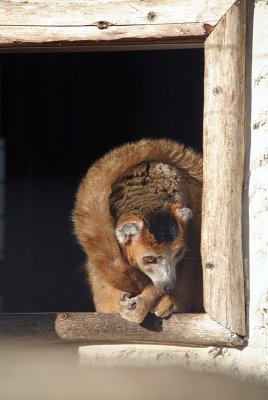 Crowned Lemur 26