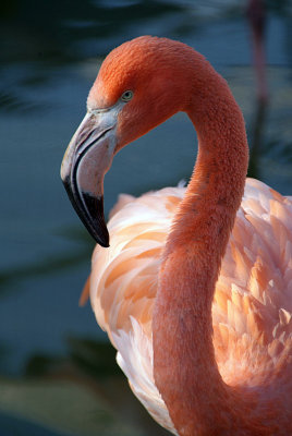 Cuban Flamingo 24