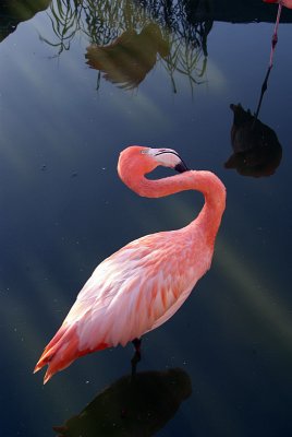 Cuban Flamingo 25
