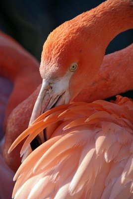 Cuban Flamingo 27