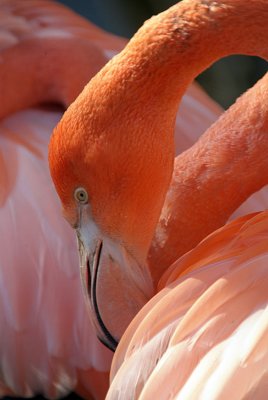 Cuban Flamingo 28
