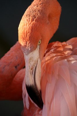 Cuban Flamingo 29