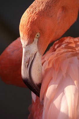 Cuban Flamingos