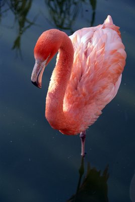 Cuban Flamingo 31