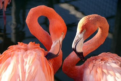 Cuban Flamingos 05