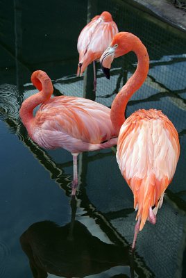 Cuban Flamingos 06