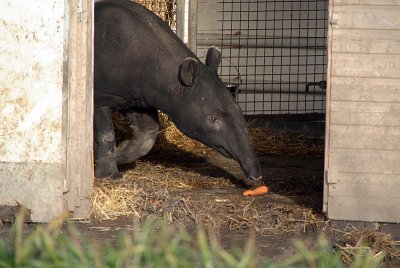 Malayan Tapir 05