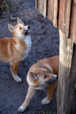 New Guinea Singing Dog Puppies 04