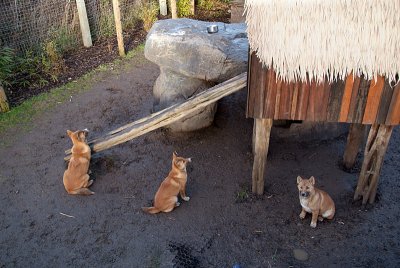 New Guinea Singing Dog Puppies 05