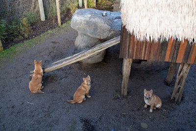 New Guinea Singing Dog Puppies 06