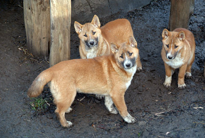 New Guinea Singing Dog Puppies 07