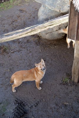 New Guinea Singing Dog Puppies 08