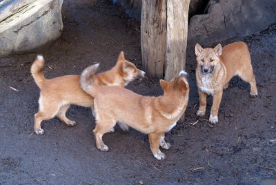 New Guinea Singing Dog Puppies 09