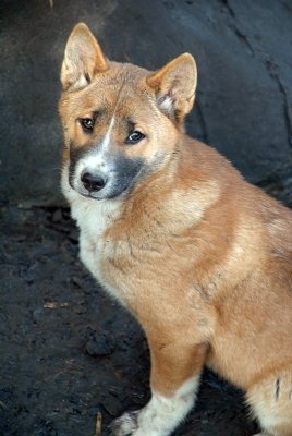 New Guinea Singing Dog Puppy 03