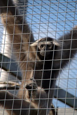 Pileated Gibbon 14